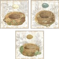 Framed Botanical Nest 3 Piece Art Print Set