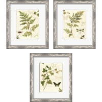 Framed Ivies and Ferns 3 Piece Framed Art Print Set