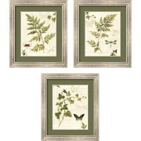 Framed 'Ivies and Ferns 3 Piece Framed Art Print Set' border=