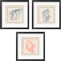 Framed Shell 3 Piece Framed Art Print Set