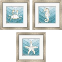 Framed Coastal Sealife 3 Piece Framed Art Print Set