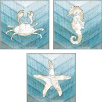 Framed Coastal Sealife 3 Piece Art Print Set