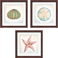 Framed Boardwalk Sea Life 3 Piece Framed Art Print Set