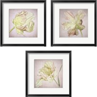 Framed Pink Parrot Tulip 3 Piece Framed Art Print Set