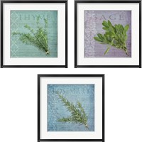 Framed 'Classic Herbs  3 Piece Framed Art Print Set' border=