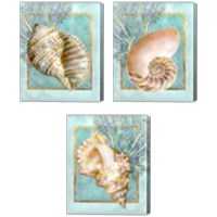 Framed 'Shells and Coral 3 Piece Canvas Print Set' border=