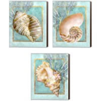 Framed 'Shells and Coral 3 Piece Canvas Print Set' border=