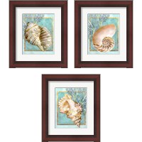 Framed Shells and Coral 3 Piece Framed Art Print Set