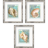 Framed 'Shells and Coral 3 Piece Framed Art Print Set' border=