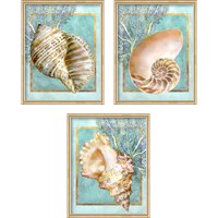 Framed 'Shells and Coral 3 Piece Framed Art Print Set' border=