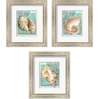 Framed Shells and Coral 3 Piece Framed Art Print Set