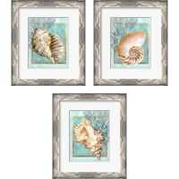 Framed 'Shells and Coral 3 Piece Framed Art Print Set' border=