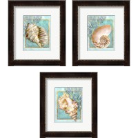 Framed 'Shells and Coral 3 Piece Framed Art Print Set' border=