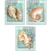 Framed 'Shells and Coral 3 Piece Art Print Set' border=