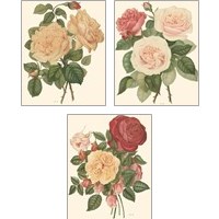 Framed 'Vintage Roses 3 Piece Art Print Set' border=