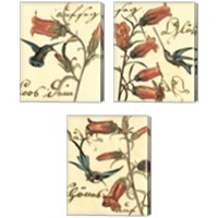 Framed 'Small Hummingbird Reverie 3 Piece Canvas Print Set' border=