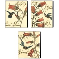 Framed 'Small Hummingbird Reverie 3 Piece Canvas Print Set' border=
