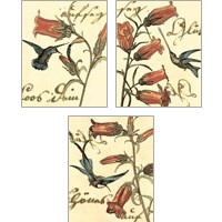Framed Small Hummingbird Reverie 3 Piece Art Print Set