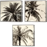 Framed Palm Tree Sepia 3 Piece Canvas Print Set