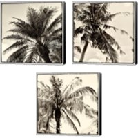 Framed 'Palm Tree Sepia 3 Piece Canvas Print Set' border=