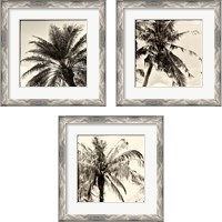 Framed 'Palm Tree Sepia 3 Piece Framed Art Print Set' border=