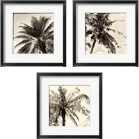Framed 'Palm Tree Sepia 3 Piece Framed Art Print Set' border=