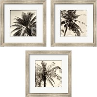 Framed 'Palm Tree Sepia 3 Piece Framed Art Print Set' border=
