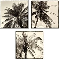 Framed Palm Tree Sepia 3 Piece Art Print Set