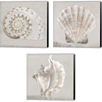 Framed Neutral Shells 3 Piece Canvas Print Set