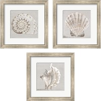 Framed Neutral Shells 3 Piece Framed Art Print Set