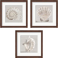 Framed Neutral Shells 3 Piece Framed Art Print Set