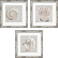 Framed 'Neutral Shells 3 Piece Framed Art Print Set' border=