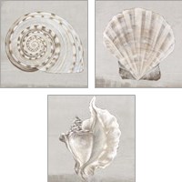 Framed 'Neutral Shells 3 Piece Art Print Set' border=