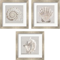 Framed 'Neutral Shells 3 Piece Framed Art Print Set' border=