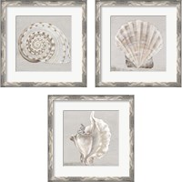 Framed 'Neutral Shells 3 Piece Framed Art Print Set' border=