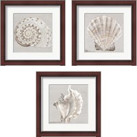 Framed 'Neutral Shells 3 Piece Framed Art Print Set' border=