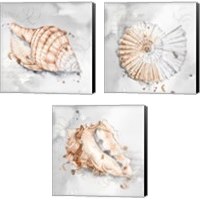 Framed Blush Shell 3 Piece Canvas Print Set