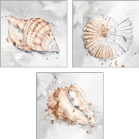 Framed Blush Shell 3 Piece Art Print Set