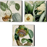 Framed 'Cropped Turpin Tropicals 3 Piece Canvas Print Set' border=