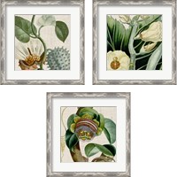 Framed 'Cropped Turpin Tropicals 3 Piece Framed Art Print Set' border=
