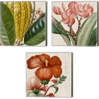Framed 'Cropped Turpin Tropicals 3 Piece Canvas Print Set' border=