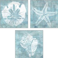 Framed Cerulean Shell 3 Piece Art Print Set