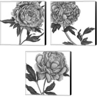 Framed 'Flowers in Grey 3 Piece Canvas Print Set' border=