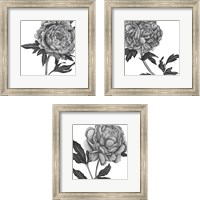 Framed Flowers in Grey 3 Piece Framed Art Print Set