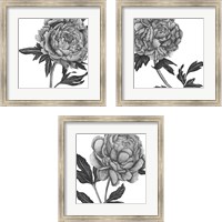 Framed 'Flowers in Grey 3 Piece Framed Art Print Set' border=