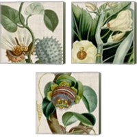 Framed Cropped Turpin Tropicals 3 Piece Canvas Print Set