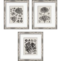 Framed 'Coral Specimen 3 Piece Framed Art Print Set' border=
