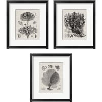 Framed 'Coral Specimen 3 Piece Framed Art Print Set' border=