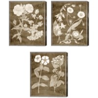 Framed 'Botanical in Taupe 3 Piece Canvas Print Set' border=