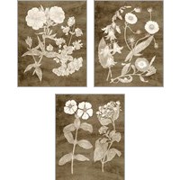 Framed 'Botanical in Taupe 3 Piece Art Print Set' border=